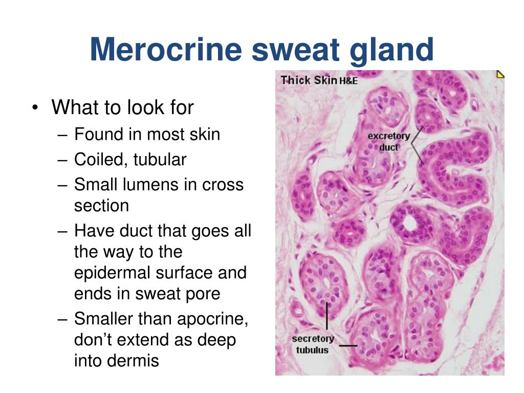 Integumentary System Sweat Glands