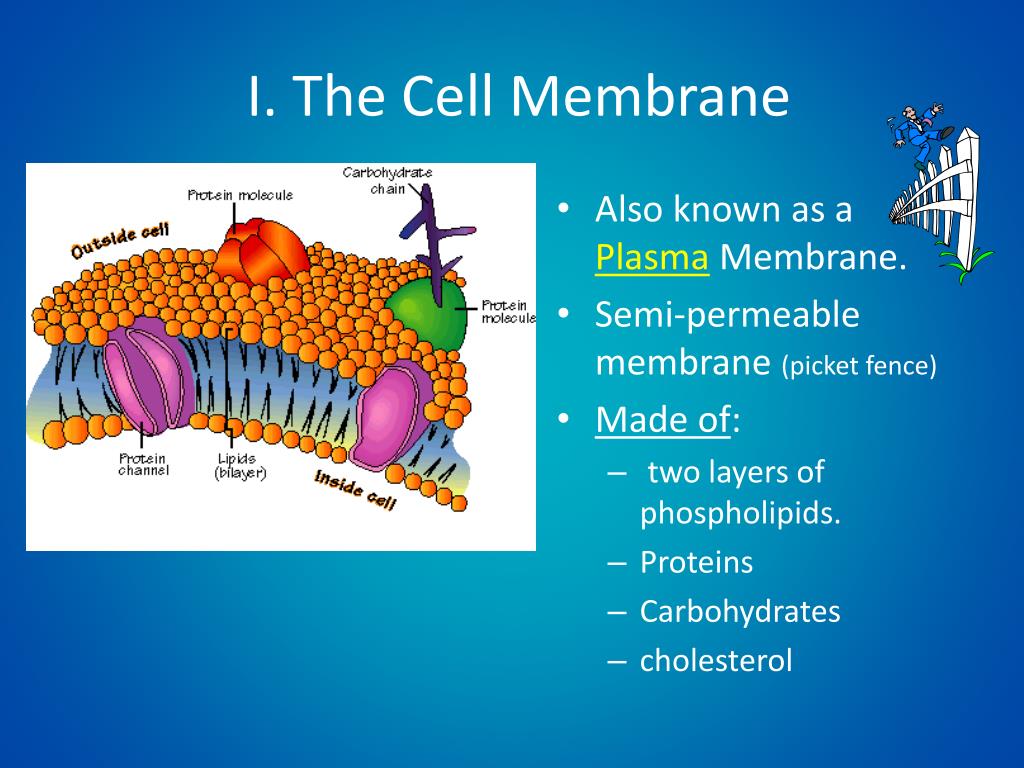PPT Cell Membrane & Passive Transport PowerPoint Presentation ID