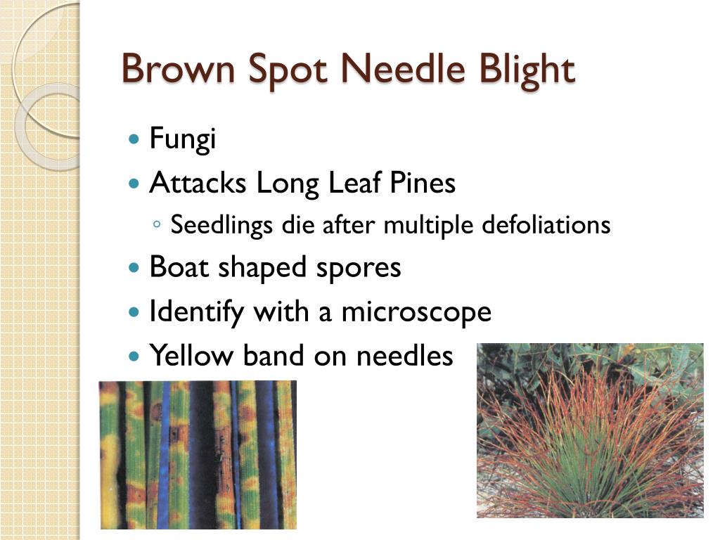 bronze spot needle blight