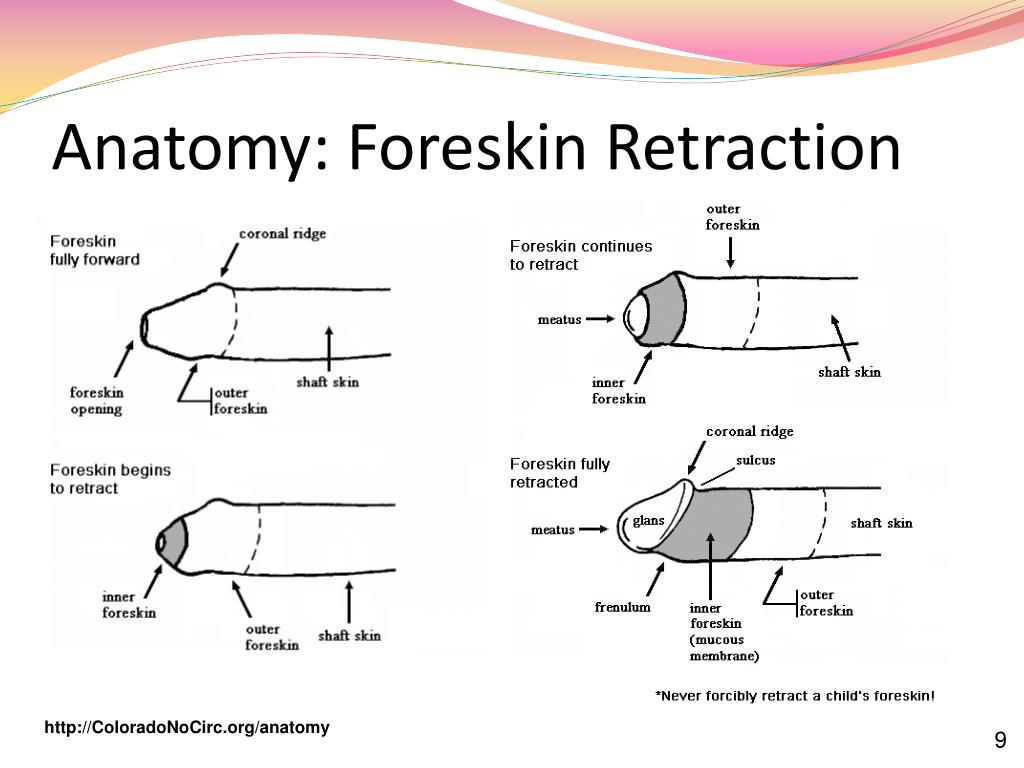 Ppt Circumcision And The Foreskin Powerpoint Presentation Free Download Id2237259 