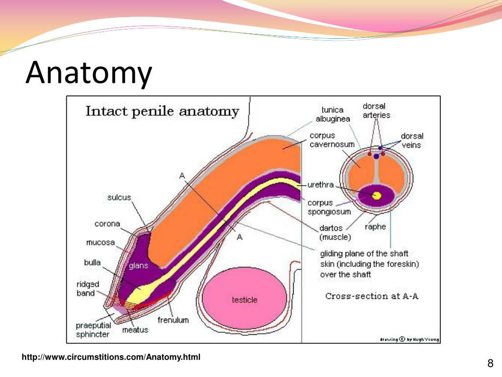 PPT - Circumcision and the Foreskin PowerPoint Presentation, free