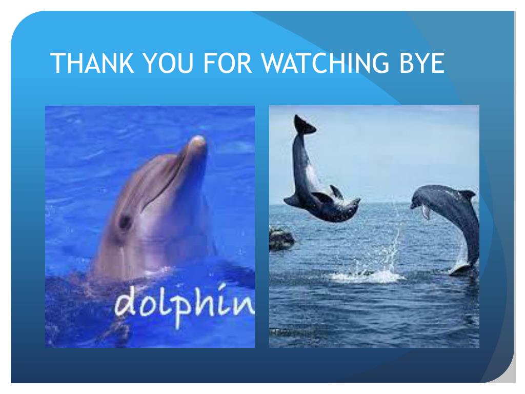 dolphins bye