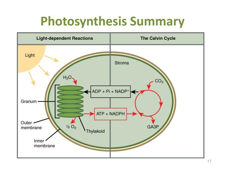 PPT - 1. Photosynthesis Plants and Oxygen Plant Respiration Parts of ...