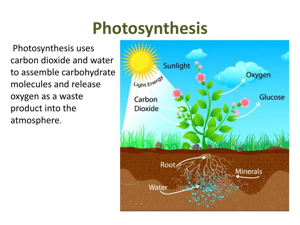 Use carbon dioxide. Photosynthesis. Фотосинтез Оксиген. Фотосинтез на английском. Photosynthesis in Plant.