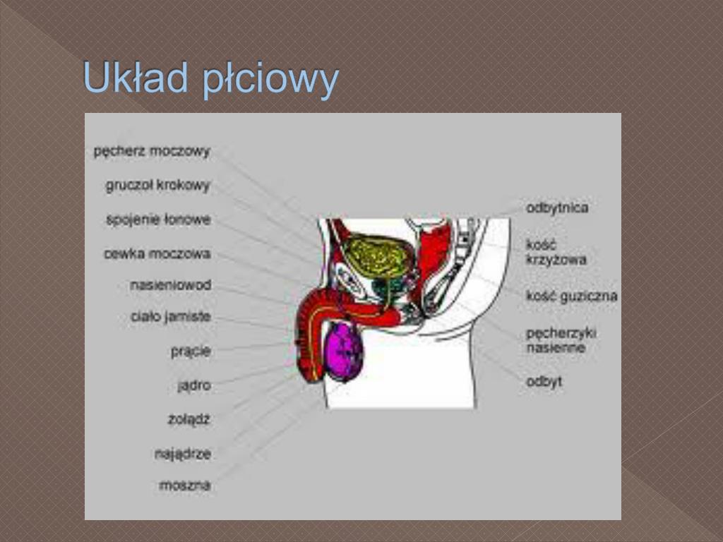 Budowa żeńskich Narządów Płciowych PPT - UKŁAD MOCZOWO- PŁCIOWY PowerPoint Presentation, free download