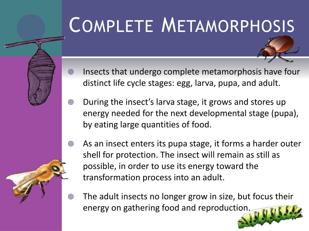 thesis of metamorphosis