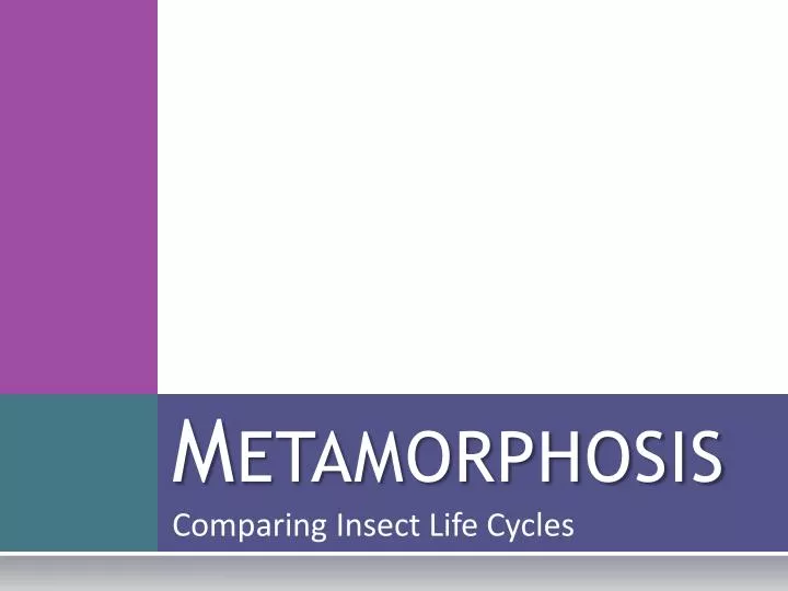 PPT Metamorphosis PowerPoint Presentation, free download ID2239494
