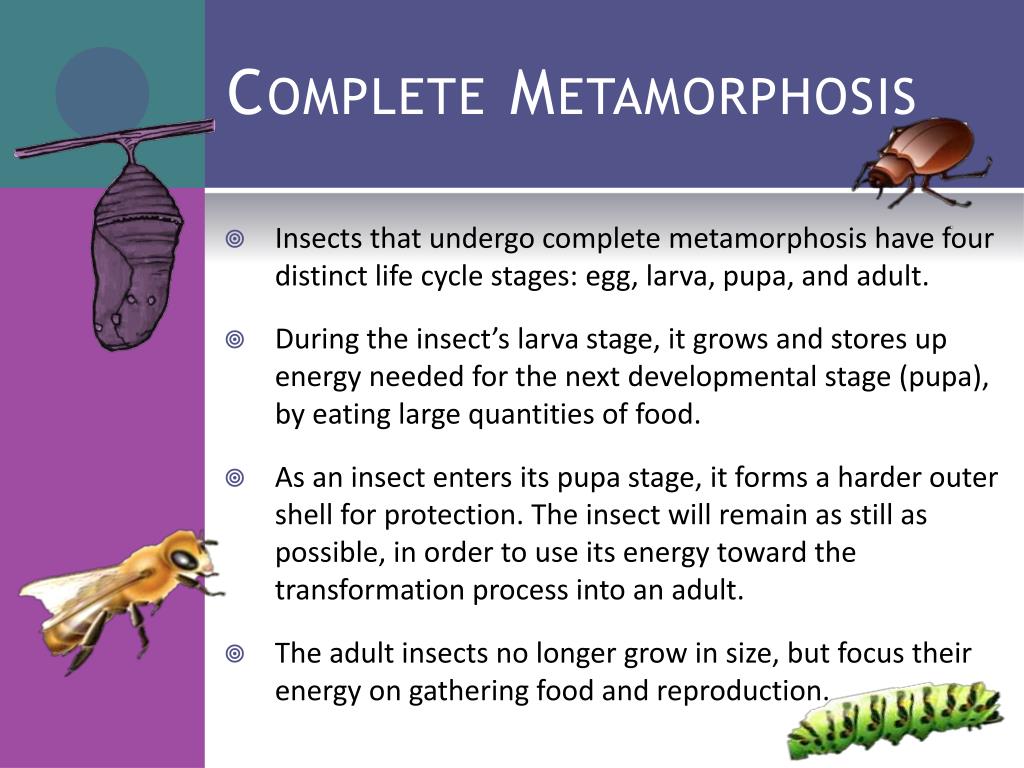 PPT - Metamorphosis PowerPoint Presentation, free download - ID:2239503