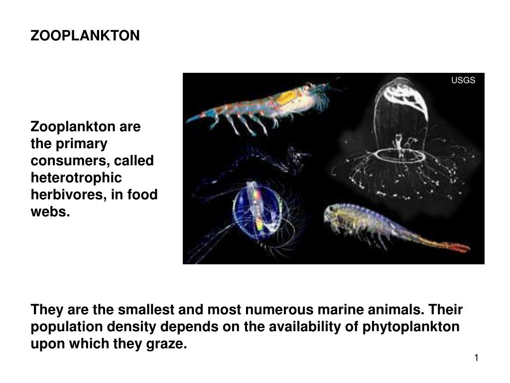 PPT ZOOPLANKTON  PowerPoint Presentation free download 