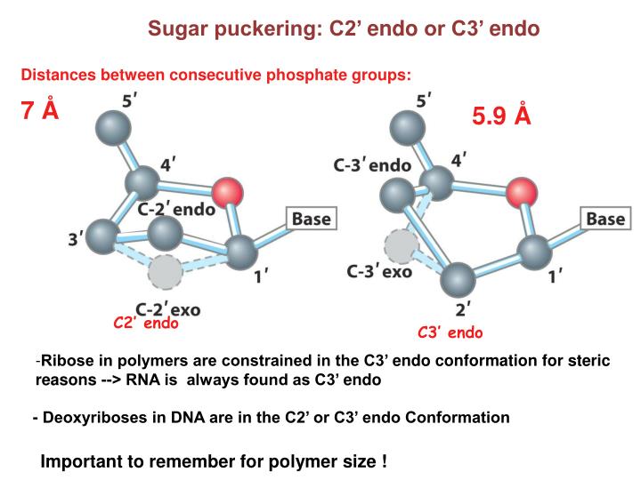 PPT Central Dogma of Molecular Biology PowerPoint Presentation ID