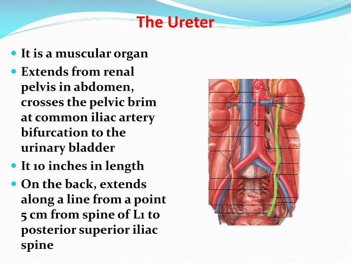 PPT - Anatomy of The Kidney & Ureter PowerPoint Presentation - ID:2240729