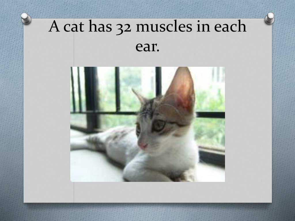 Cat Ear Muscles