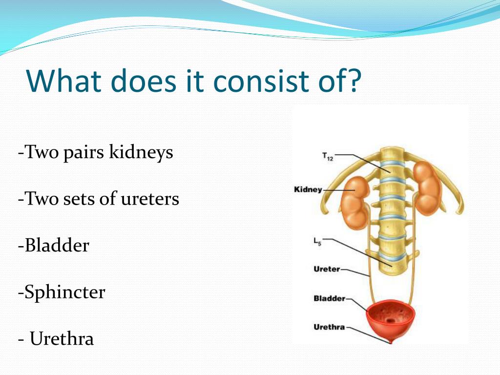 PPT The Urinary System PowerPoint Presentation, free