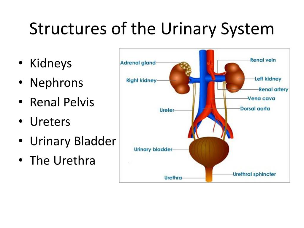 presentation of urinary system