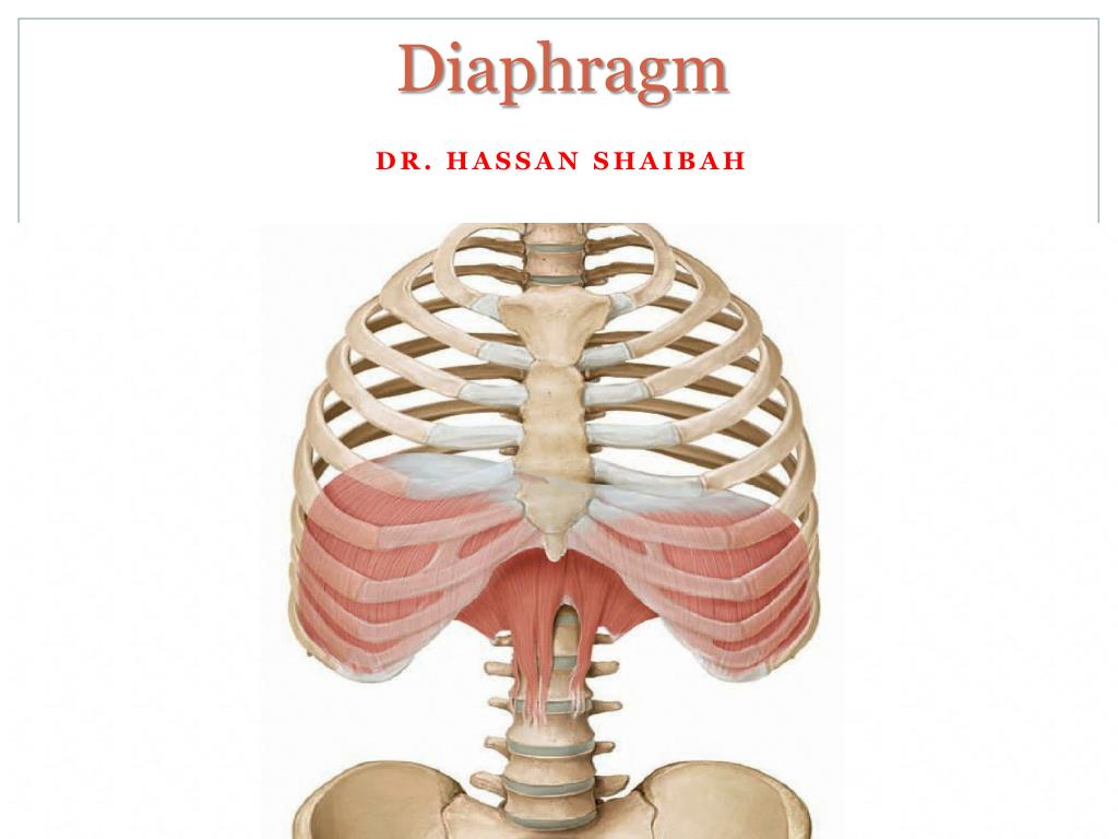 PPT - Diaphragm PowerPoint Presentation, free download - ID:2241745