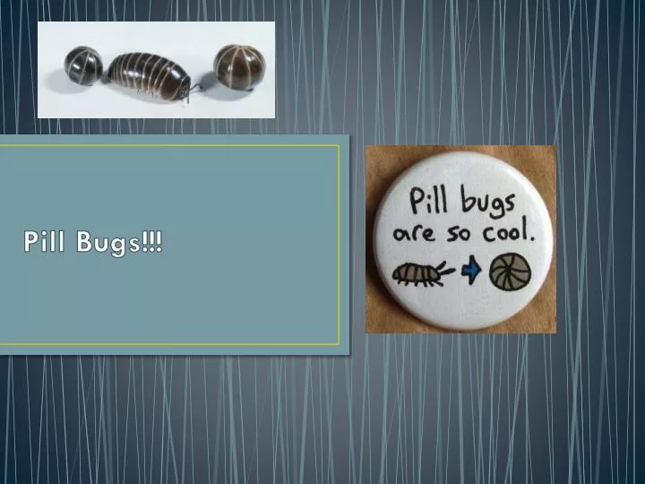 Pill Bugs Up Close by Greg Pyers