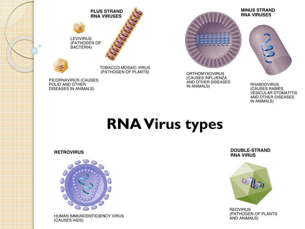PPT - Quasispecies Theory and the Behavior of RNA Viruses PowerPoint ...