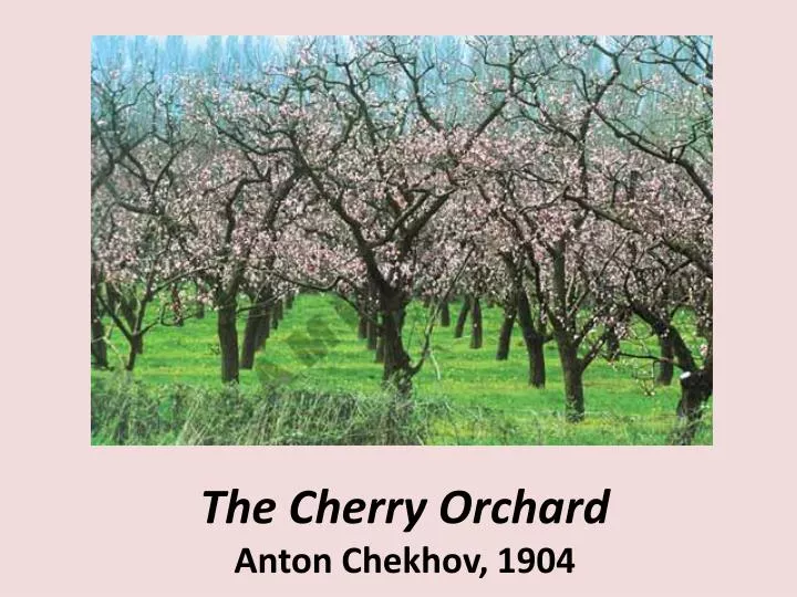 the cherry tree chekhov the cherry tree chekhov