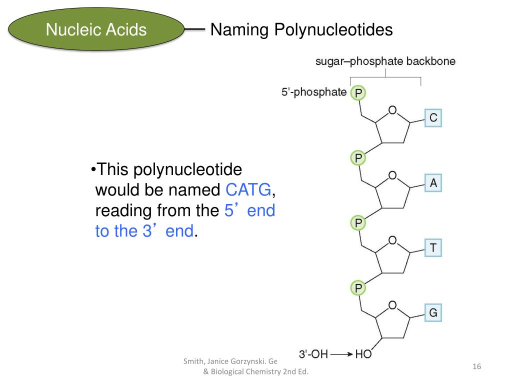 PPT CHAPTER 22 Nucleic Acids & Protein Synthesis General, Organic