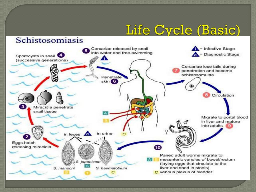 Жизненный цикл шистосомы. Schistosoma mansoni жизненный цикл. Schistosoma haematobium жизненный цикл. Кровяная двуустка (Schistosoma haematobium). Schistosoma mansoni строение.