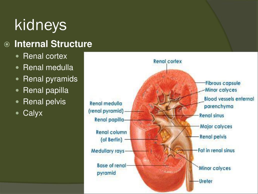 PPT - The Urinary system PowerPoint Presentation, free download - ID