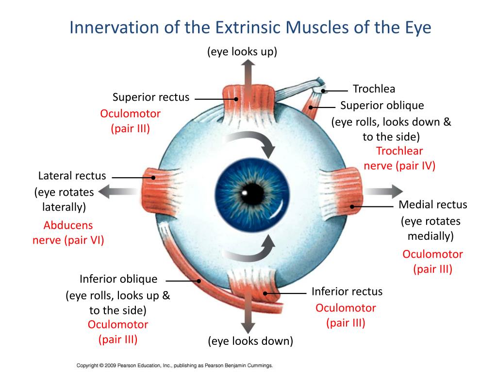 phoenix viewer eye movement phoenix viewer eye movement