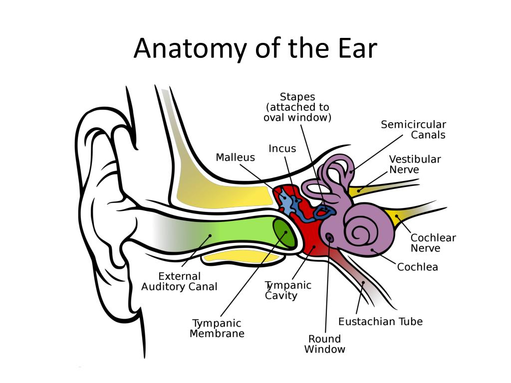 PPT - The Ear PowerPoint Presentation, free download - ID:2242894