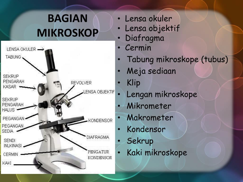 Какую функцию выполняет часть микроскопа тубус. Строение микроскопа тубус. Микроскоп и его части названия. Строение микроскопа с названиями. Части микроскопа 5 класс.