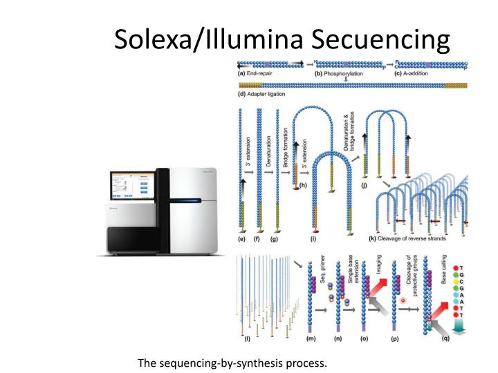 Solexa Sequencing