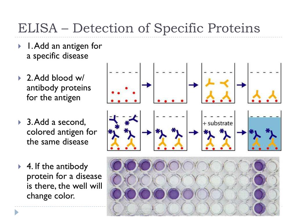 PPT DNA Technologies Southern Blotting & ELISA PowerPoint PPT DNA Technologies Southern Blotting & ELISA PowerPoint