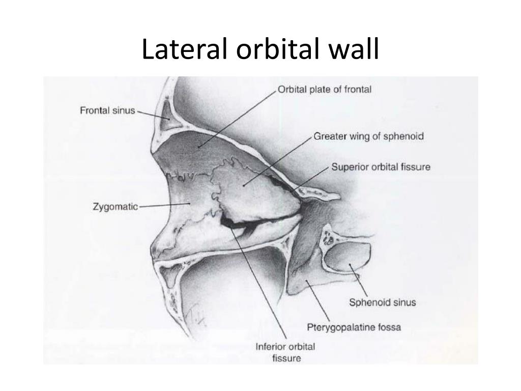 PPT - Anatomy And Embryology Of The Eye And Ocular Adnexa PowerPoint