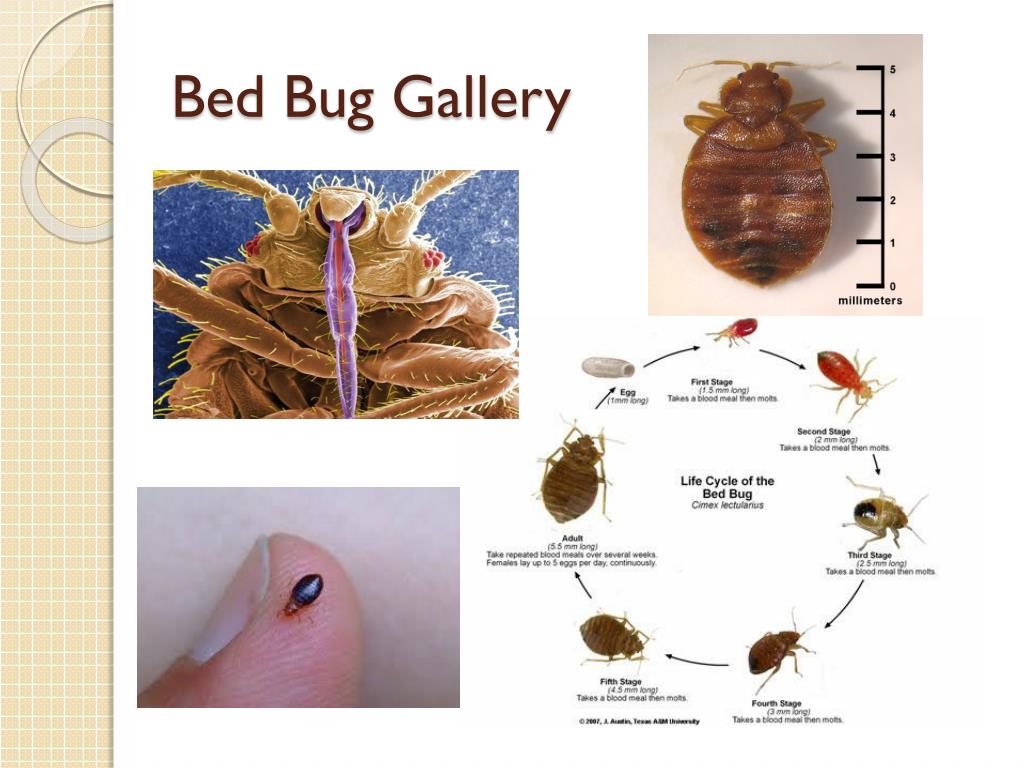 PPT - BED BUGS 101 PowerPoint Presentation, free download - ID:2244534