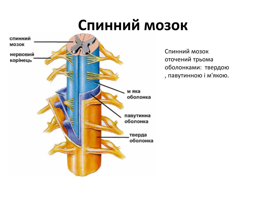 Мягкая оболочка спинного. Оболочки спинного мозга анатомия. Строение оболочек спинного мозга. Внешнее строение спинного мозга. Оболочки и МЕЖОБОЛОЧЕЧНЫЕ пространства спинного мозга.