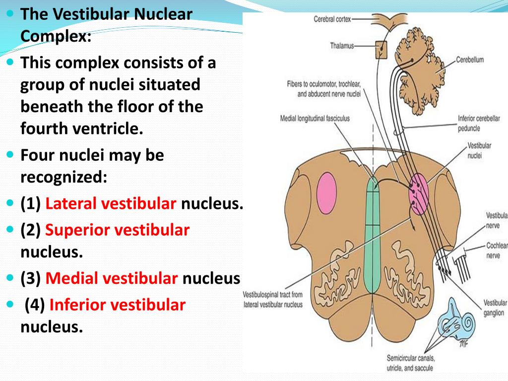 PPT - Vestibulocochlear Nerve(VIII) PowerPoint Presentation, free