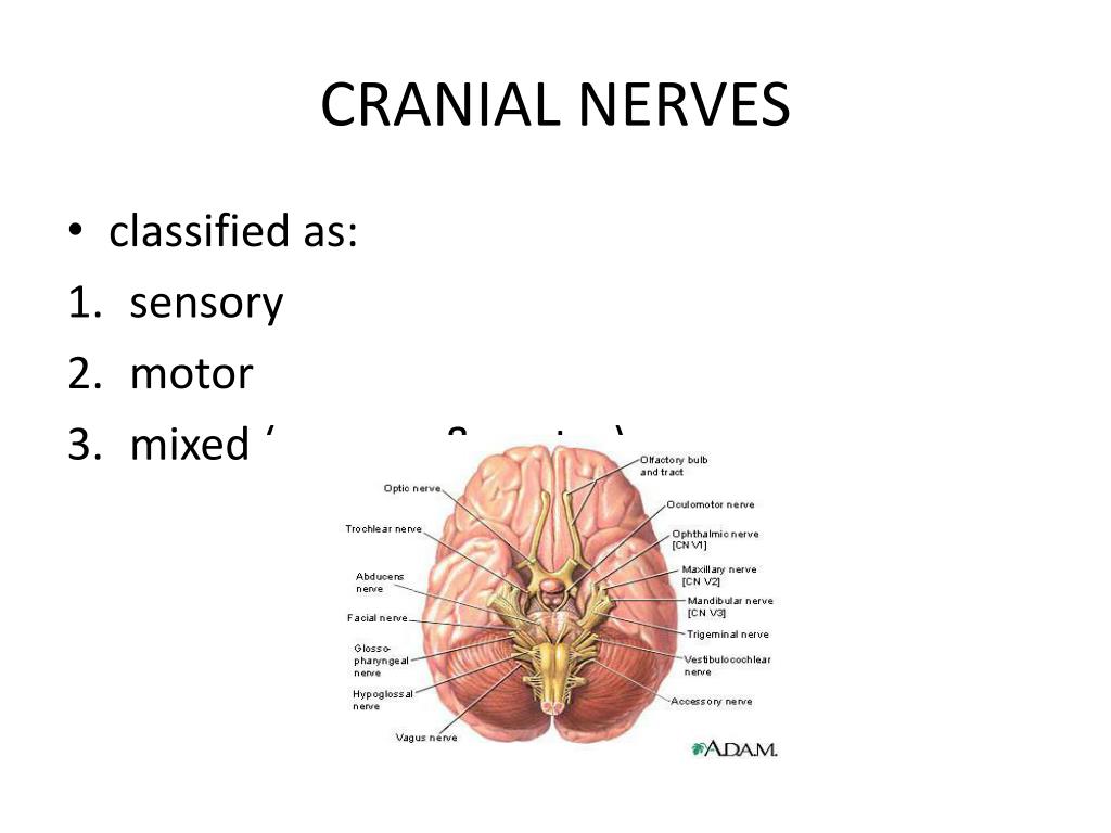 motor-cranial-nerves