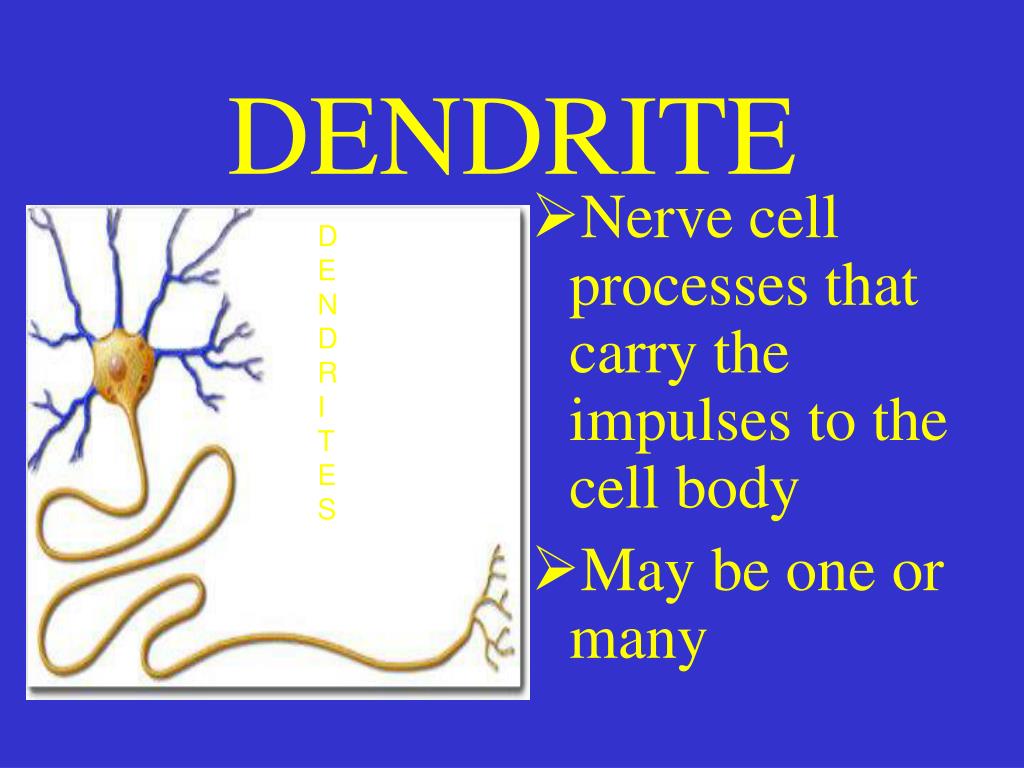 dendrite function dendrite function