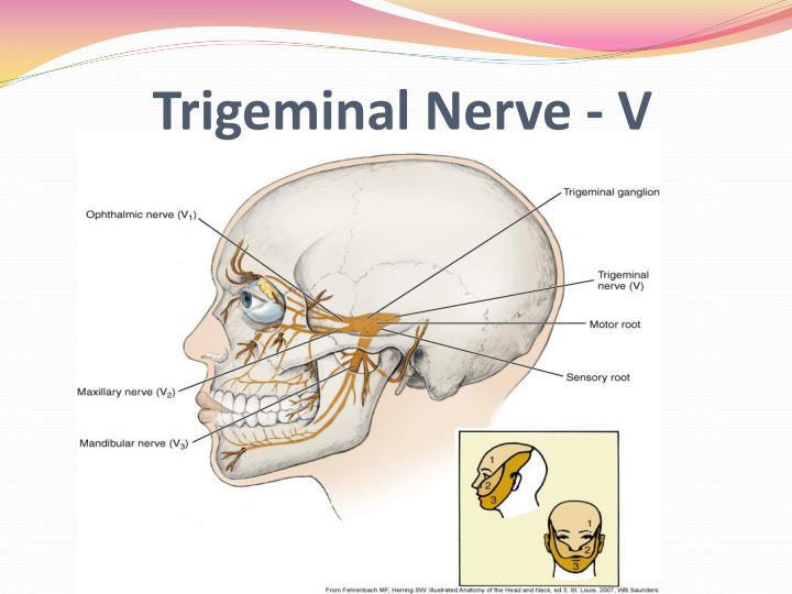 PPT - LOCAL ANESTHESIA FOR THE DENTAL HYGIENIST: PowerPoint ...