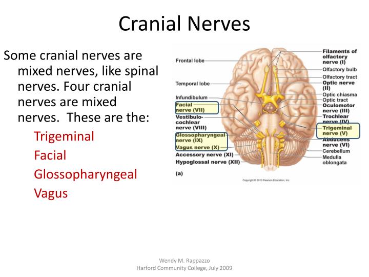 PPT - Cranial Nerves PowerPoint Presentation - ID:2245105