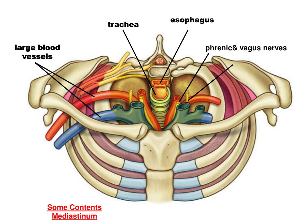 Грудное отверстие. Мембрана верхней апертуры грудной клетки. Верхняя грудная Апертура анатомия. Диафрагма верхней апертуры грудной клетки. Верхняя Апертура грудной клетки анатомия.