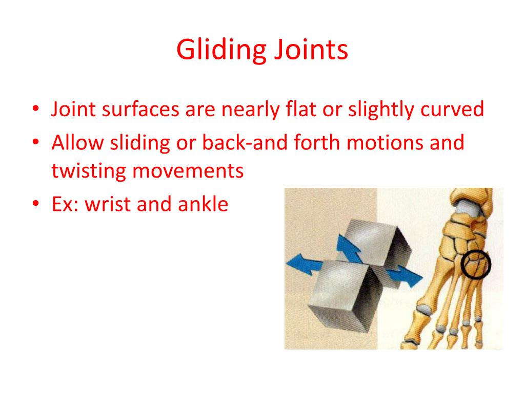 PPT - Joints of the Human Body PowerPoint Presentation, free download