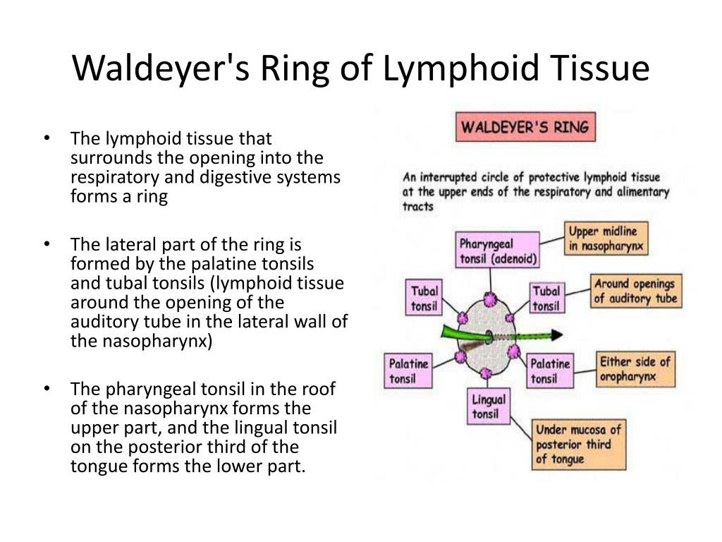 Waldeyer's Ring - For Medical Students - YouTube