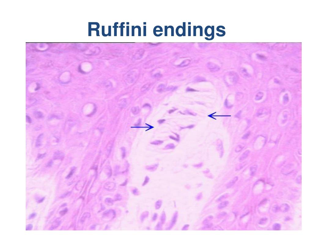 ruffini endings ruffini endings
