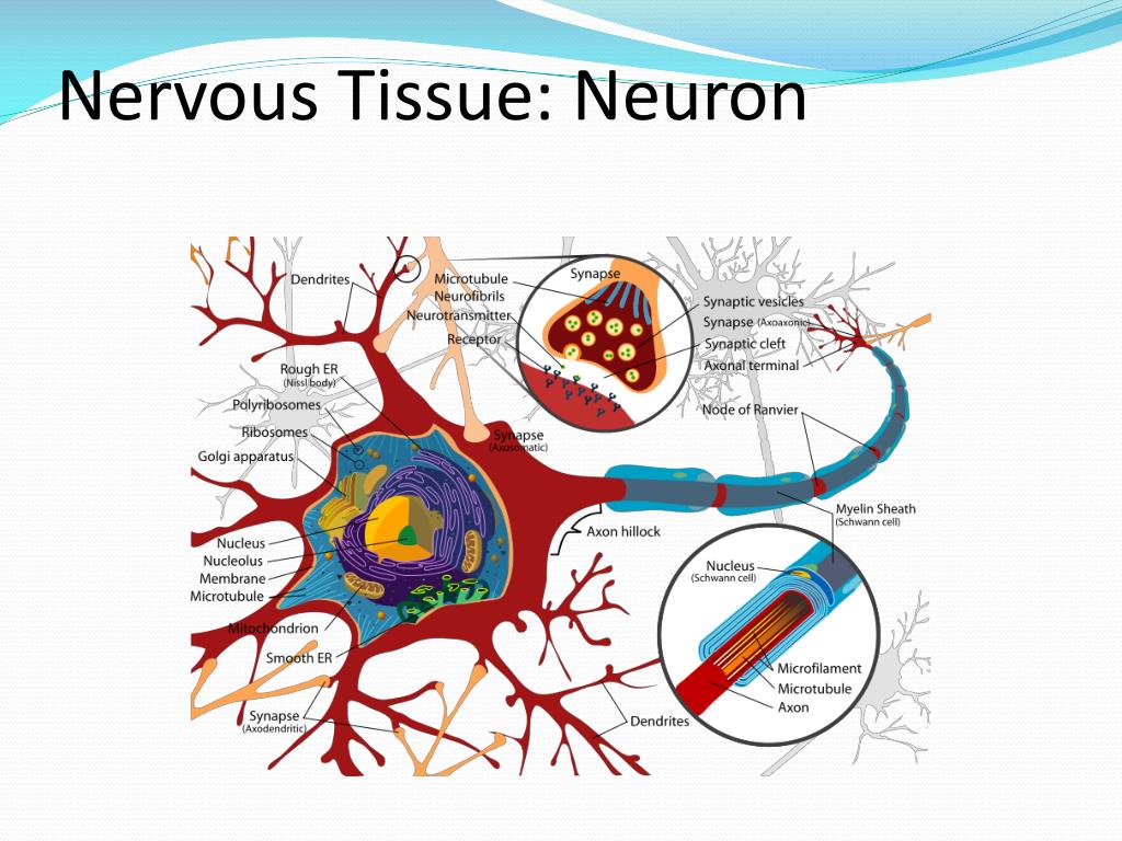 PPT - Anatomy & Physiology I Lab BSC 2093 LAB PowerPoint Presentation