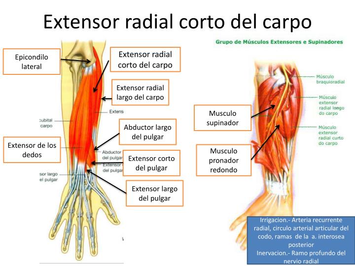PPT Porción posterior del compartimiento posterior
