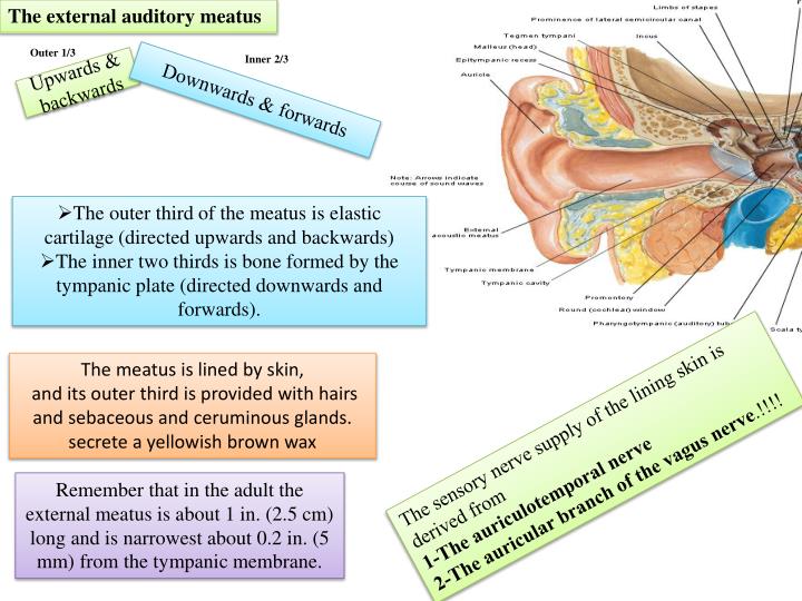 external auditory meatus external auditory meatus