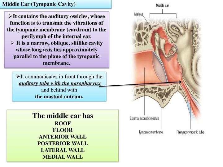 auditory ossicles function auditory ossicles function