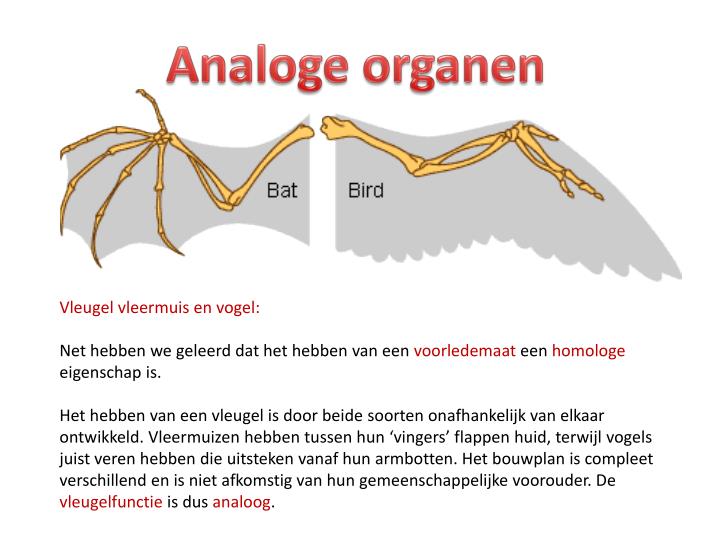 PPT - Analoge En Homologe Organen PowerPoint Presentation - ID:2247873