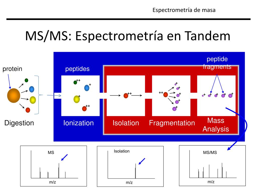 PPT - MS/MS Espectrometría en Tándem: Información estructural de pequeñas  moléculas PowerPoint Presentation - ID:2248372