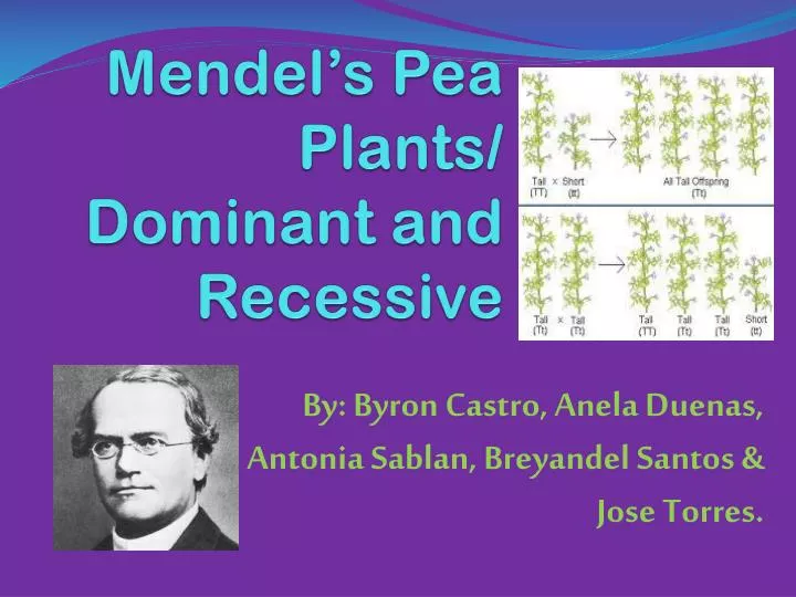 mendel s pea plants dominant and recessive n.