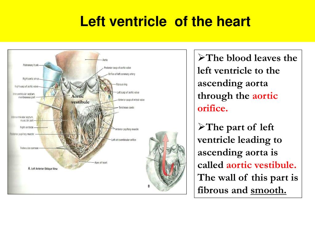 PPT - Anatomy of the Heart PowerPoint Presentation, free download - ID ...
